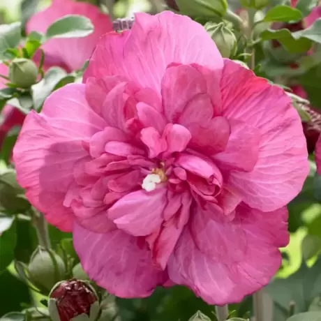 Hibiscus Syriacus - Duc De Brabant la Ghiveci