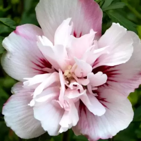 Hibiscus Syriacus - Lady Stanley la Ghiveci