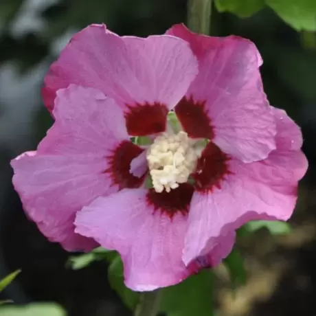 Hibiscus Syriacus - Pink Gigant la Ghiveci