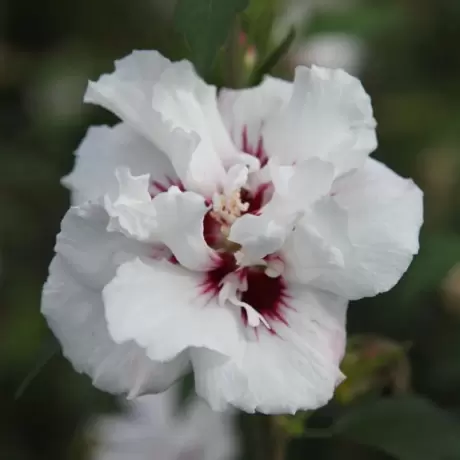 Hibiscus Syriacus - Speciosus la Ghiveci