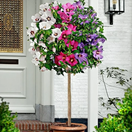 Hibiscus Pe Picior Tricolor