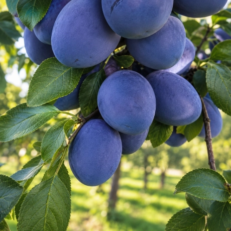 Pom fructifer - Prun Top Taste - Perioada Coacere Tarziu