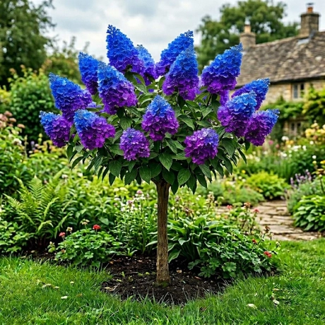 Hortensia Copac - Blue