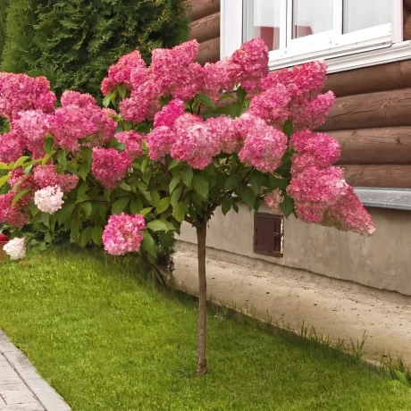 Hortensie De Gradina King-s Red Copac la Ghiveci