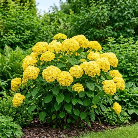 Hortensia Hydrangea Macrophylla-Golden Sunlight