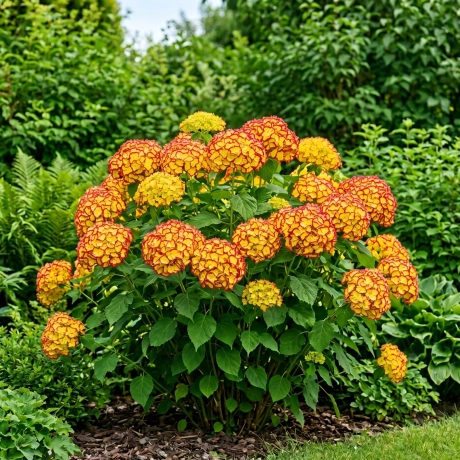 Hortensia Hydrangea Macrophylla - Sunset Ember