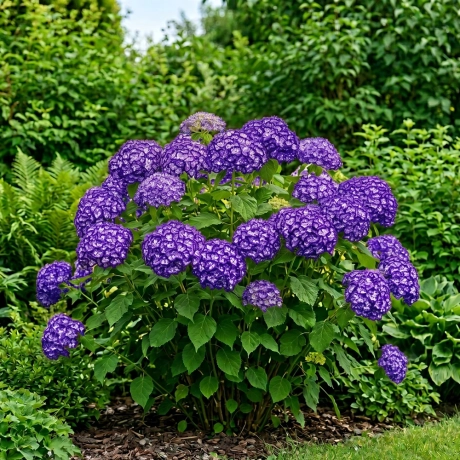 Hortensia Hydrangea Macrophylla - Midnight Galaxy