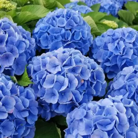 Hortensia Hydrangea Macrophylla Bodensee la Ghiveci