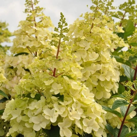 Hortensia paniculata Candlelight la Ghiveci