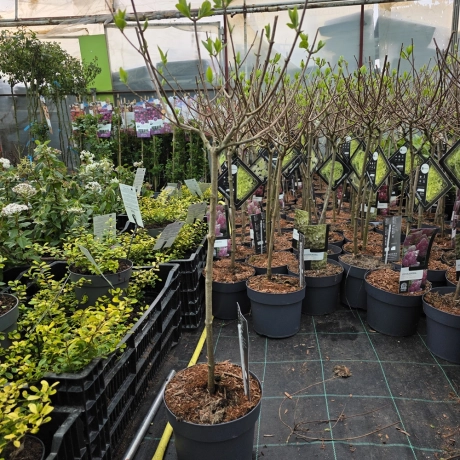 Hortensie De Gradina Copac Vanille Frasie la Ghiveci