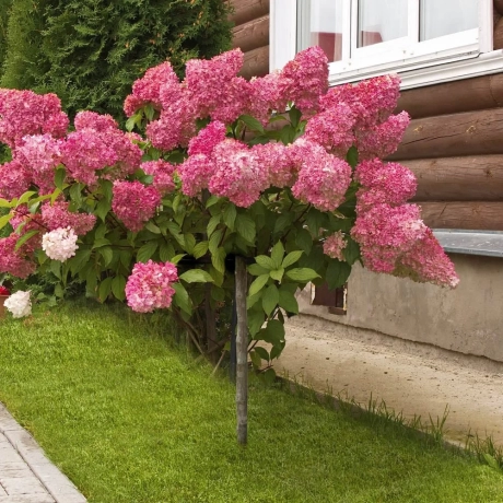 Hortensie De Gradina King-s Red Copac la Ghiveci