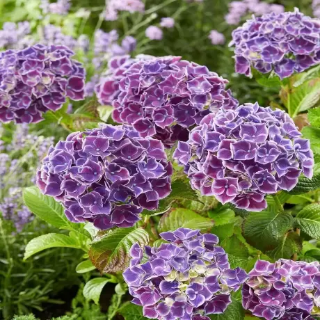 Hortensia Endless Summer la Ghiveci