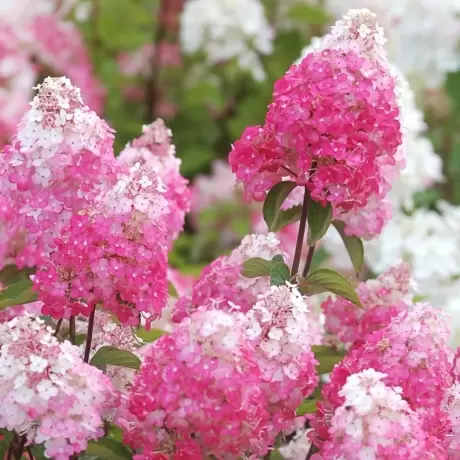 Hortensia Fraise Melba la Ghiveci
