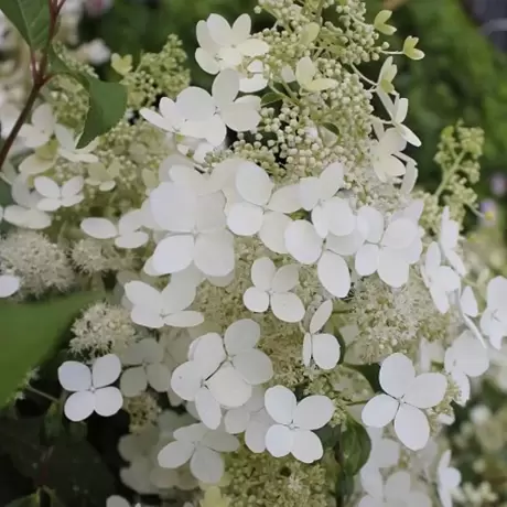 Hortensia Paniculata Great Star la Ghiveci