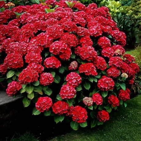 Hortensia Hot Red la Ghiveci