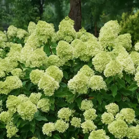 Hortensia paniculata Limelight la Ghiveci