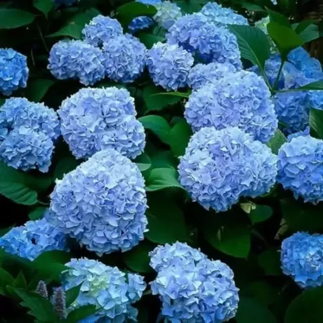 Hortensia macrophylla Nikko Blue la Ghiveci