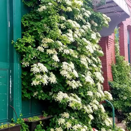 Hortensie Cataratoare Petiolaris la Ghiveci