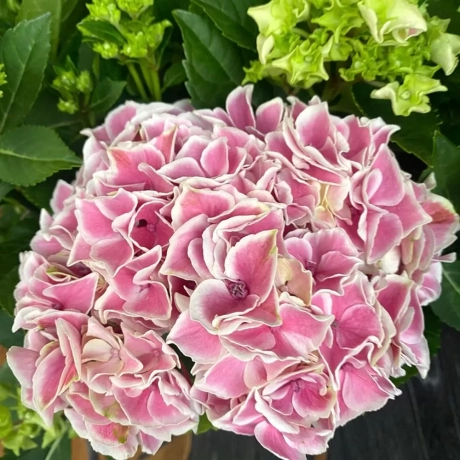 Hortensia Pink White la Ghiveci