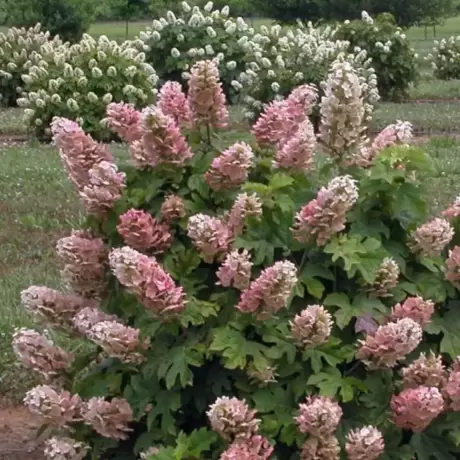 Hortensia quercifolia Amethyst la Ghiveci