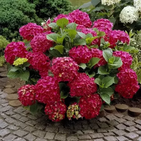 Hortensia macrophylla Red Miss Hepburn la Ghiveci