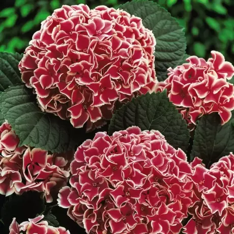 Hortensia Red Queen la Ghiveci