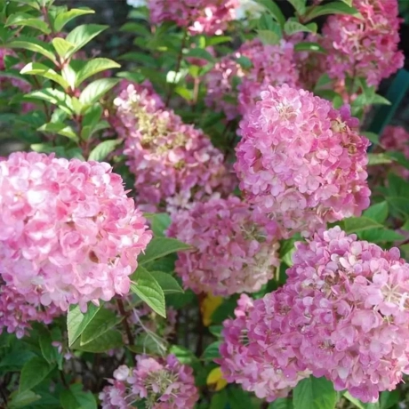 Hortensia Sundae Fraise la Ghiveci