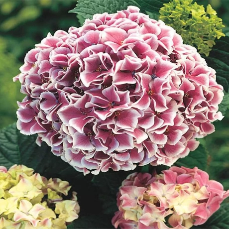 Hortensia Together la Ghiveci