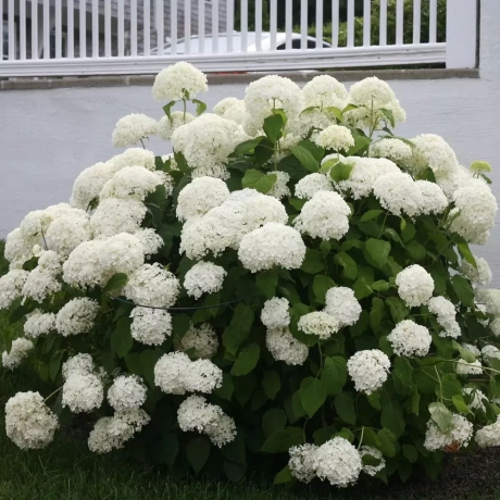 Hortensia Machrophylla White la Ghiveci
