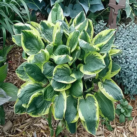 Hosta - Crin de toamna Aureomarginata