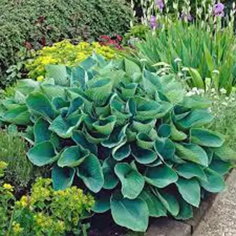 Hosta - Crin de toamna Elegans