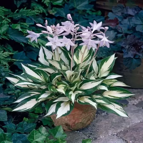 Hosta - Crin de Toamnă Fire and Ice