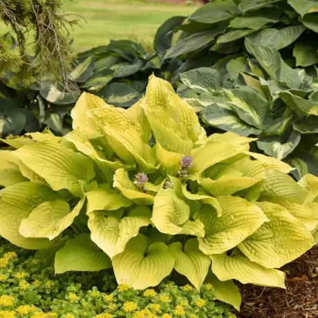 Hosta - Crin de toamna Gold Standard