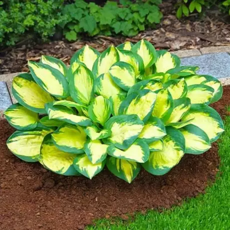 Hosta - Crin de Toamnă Ivory Coast