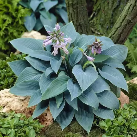 Hosta - Crin de toamna Krossa Regal