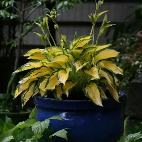 Hosta - Crin de toamna Orange Marmelade
