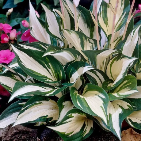 Hosta - Crin de toamna Patriot