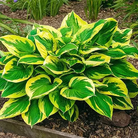 Hosta - Crin de toamna Wide Brim