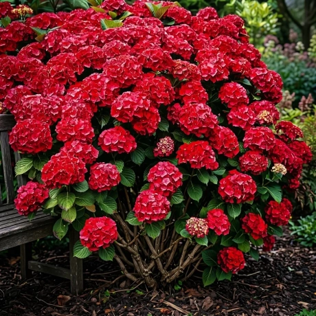 Hortensia Hot Red la Ghiveci