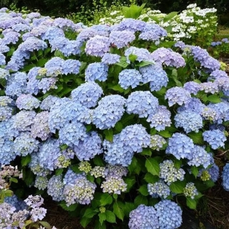 Hortensia macrophylla Hamburg la Ghiveci