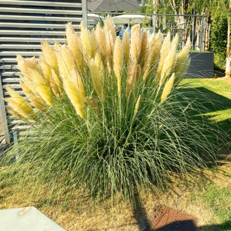 Iarbă de Pampas Galbena la Ghiveci
