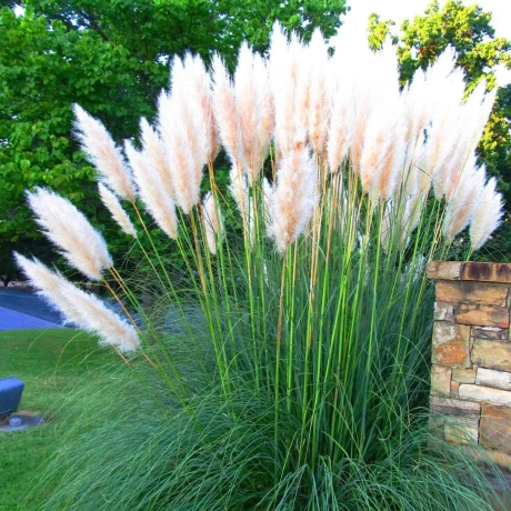 Iarbă de Pampas Alba la Ghiveci