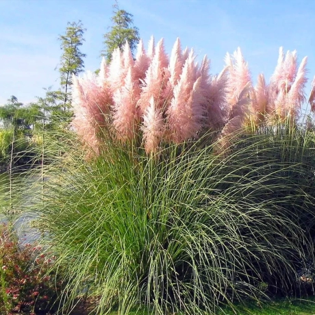 Iarbă de Pampas Cortaderia Selloana Pink la Ghiveci
