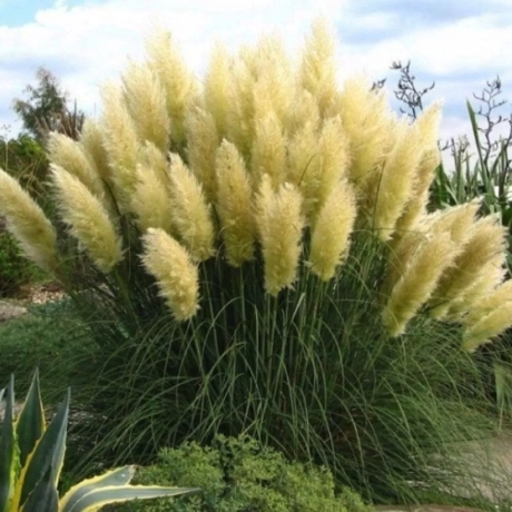 Iarbă de Pampas Cortaderia Selloana Crem la Ghiveci