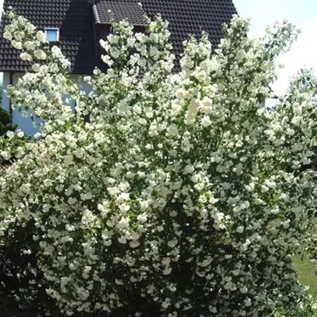 Iasomie Dame Blanche la Ghiveci
