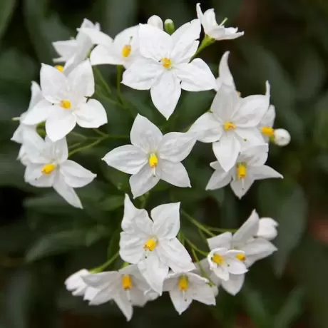 Iasomie Grandiflora la Ghiveci