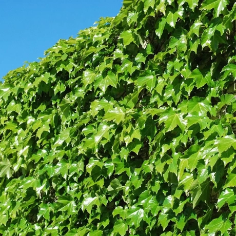 Iederă Green Ripple la Ghiveci