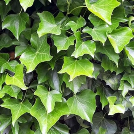 Iederă Greenheart la Ghiveci