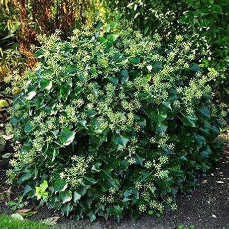 Iederă Arborescens Vandeputte la Ghiveci