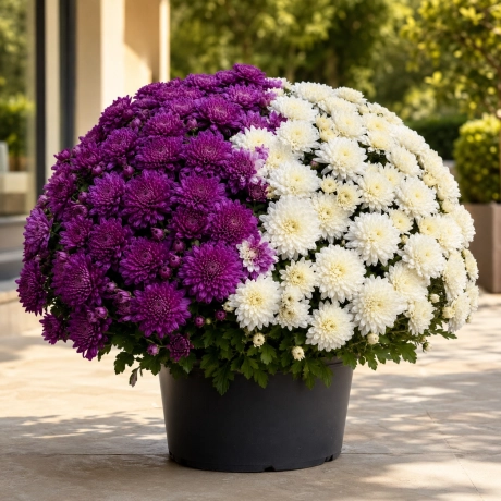 Crizantema Bicolora Mov-Alb „Purple Harmony”